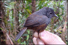 厄瓜多竄鳥 厄瓜多竄鳥