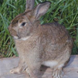 （圖）比利時兔