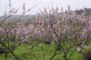 花果山生態觀光農業旅遊區