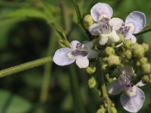 牡荊屬