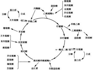 三羧酸循環（TCA循環）