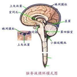 腦脊液循環