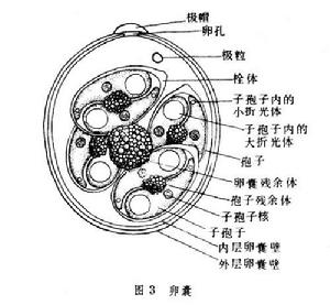 艾美蟲屬