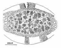 扇形擬伊藻的細部結構圖