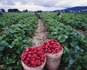 圖4 昌平草莓種植基地