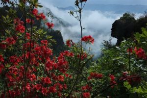 蘇馬盪杜鵑花