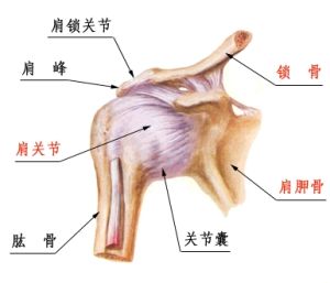 肩關節