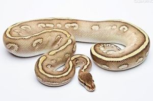 Ball python