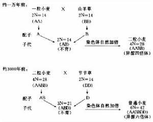 異源多倍體