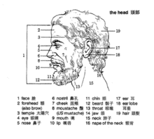 頭部