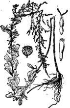 牡蒿（中國植物圖像庫）