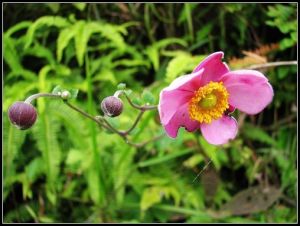 Anemone hupehensis