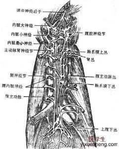 尾神經叢痛