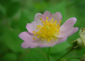 野薔薇