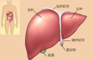 肝硬化男性性功能減弱綜合徵