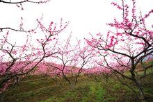 桃花山美景（1）