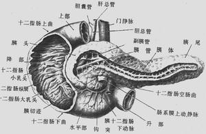 胰腺囊腺瘤和囊腺癌