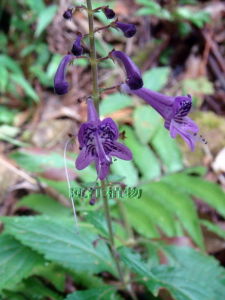 長管香茶菜花枝