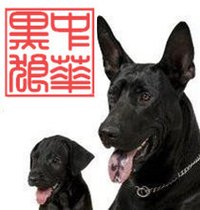 黑狼犬