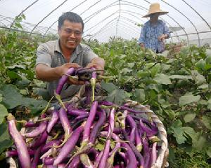 （圖）無公害蔬菜基地