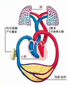 完全性大動脈錯位