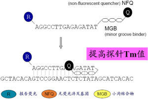 分子探針