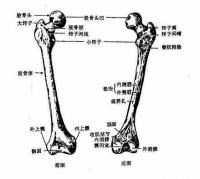 股骨外上髁