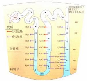 克勒勃屈利效應