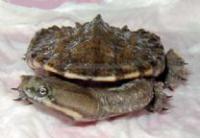 釘頸龜