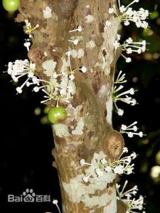 伏曇婆羅花