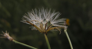 少花粉苞菊