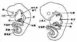 原始消化管