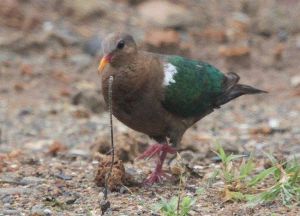 綠背金鳩澳大利亞亞種