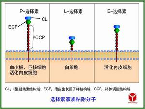 黏附分子