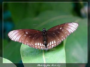 環紋紫斑蝶