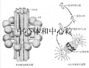 中心體