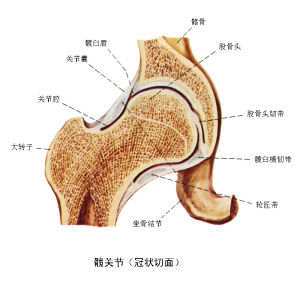 髖關節脫位