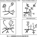 巴西遊動放線菌