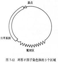 細菌和噬菌體的重組與連鎖