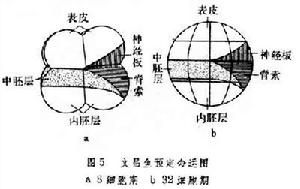 胚胎預定命運圖