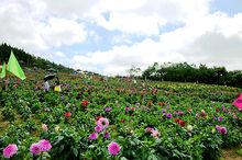 雲中花都