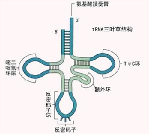 其他蛋白粒子病