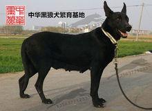 中華黑狼犬