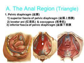 肛門三角