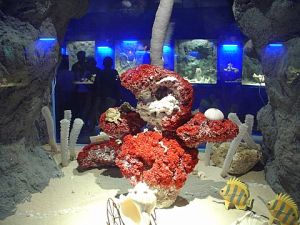 世界貝類珊瑚館