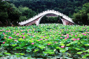 幸福橋