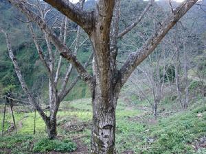 上麥莊村核桃種植