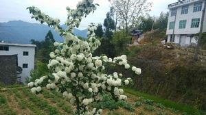 半坑村[福安市范坑鄉半坑村]