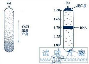 CsCl 密度梯度離心分離