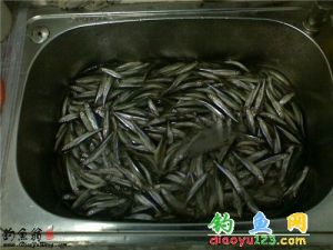 小公魚